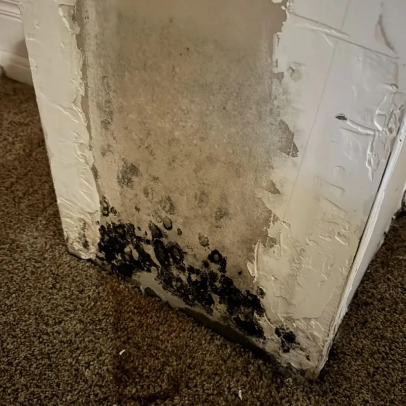 Professional Mold Removal in Walnut Hill, TN